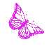papillon prend son envol